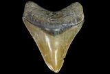 Colorful,  Bone Valley Megalodon Tooth - Florida #84156-2